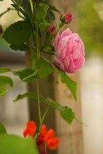 _DSC6883.jpg