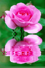 gif (8).gif