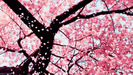 tumblr_n1xg5vxVxS1ssmx6so1_500.gif