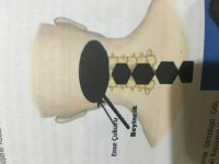 image.jpeg