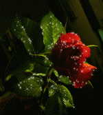 003 (5).gif