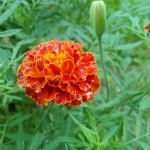 IMG_20170722_203921_733.jpg
