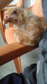 IMG_20170805_194629.jpg