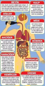 kola içmenin  vücuda zararları.jpg