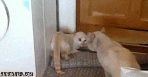 10-) Kamufle olabiliyorlar.gif