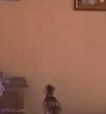 13-) Yerçekimine karşı gelebilirler.gif