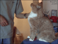 15-) İnsanları evcilleştirebilirler.gif