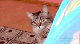16-) İnanılmaz derecede pratikler.gif
