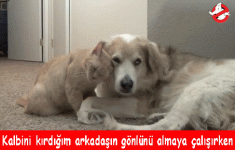 1122743.gif