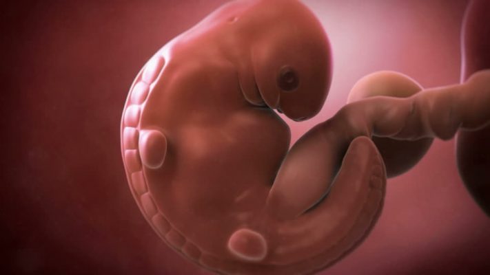 130627279-6th-week-of-pregnancy-embryology-in-utero-placenta-1.jpg