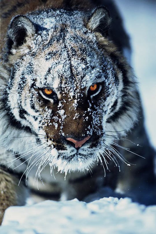 177995-Tiger-In-The-Snow.jpg