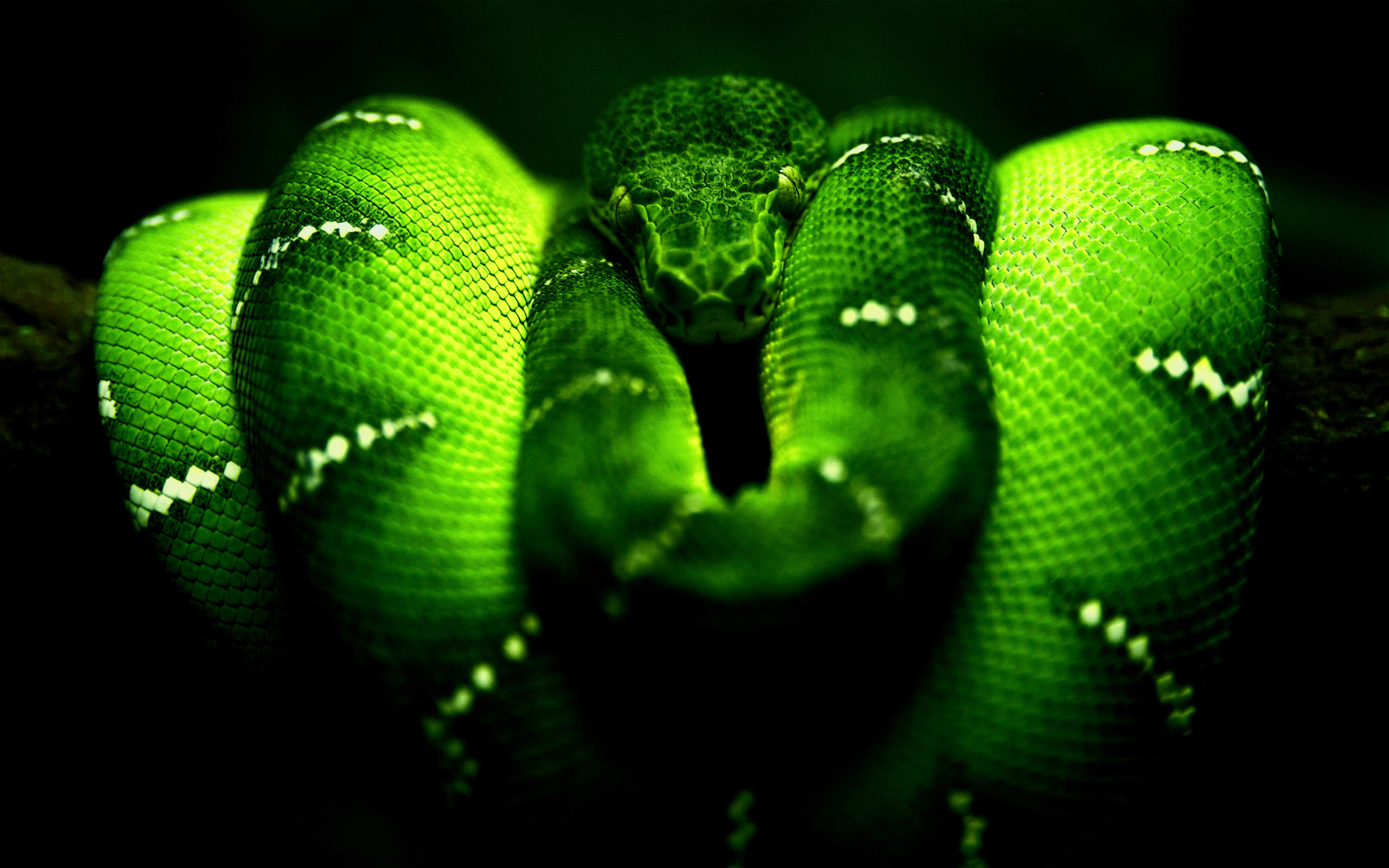 6975910-green-snake-wallpaper.jpg