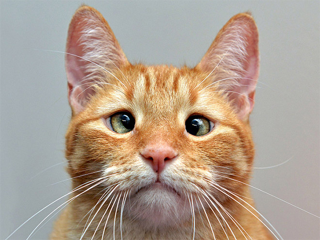 cross-eyed-cat1.jpg