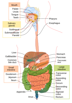 Digestive_system_diagram_en.svg.png