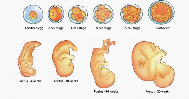embryonic-and-foetal-development-don-kuing-e1609489874371.jpg