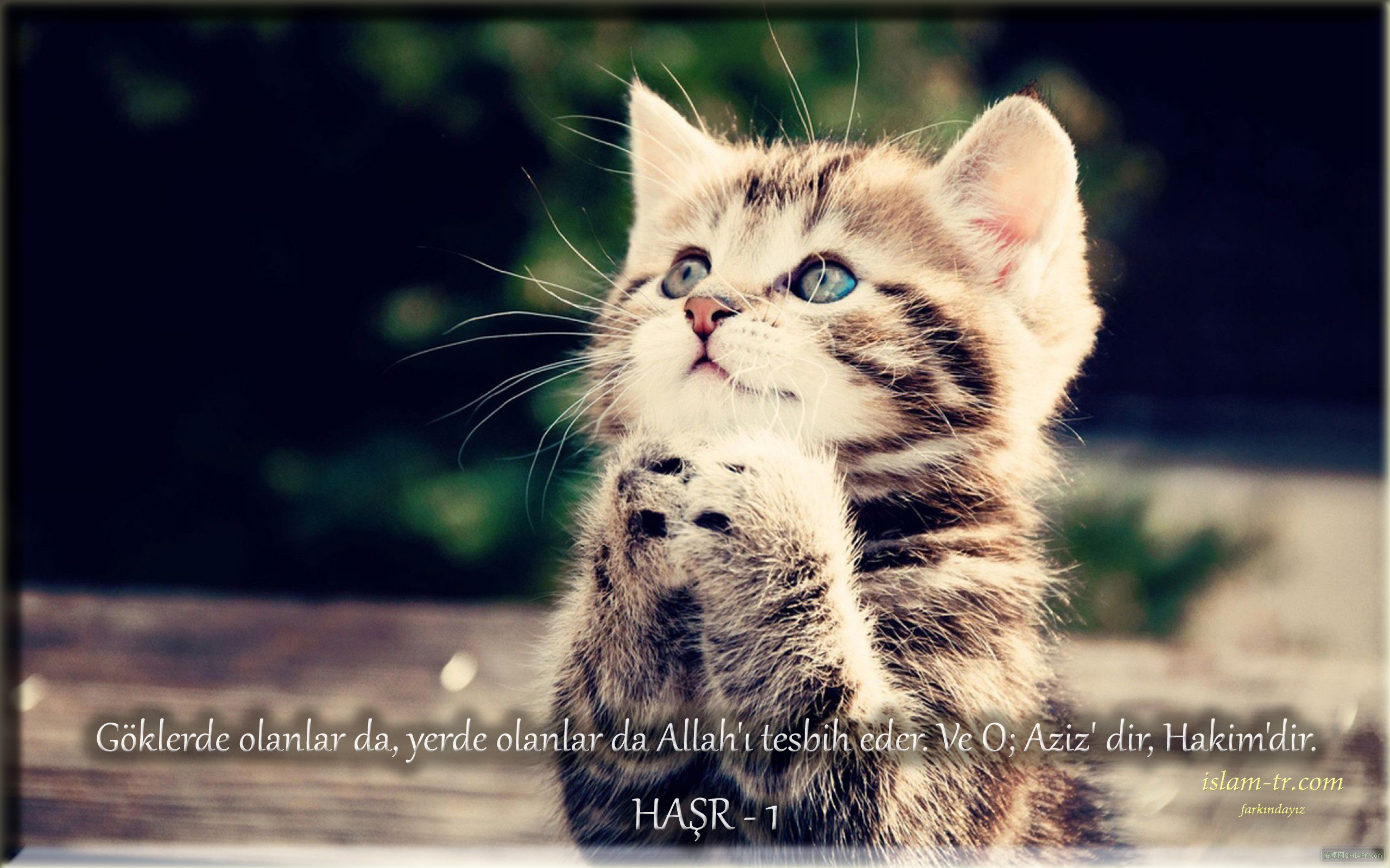 Funny-Praying-Cat-Wallpaperd.jpg