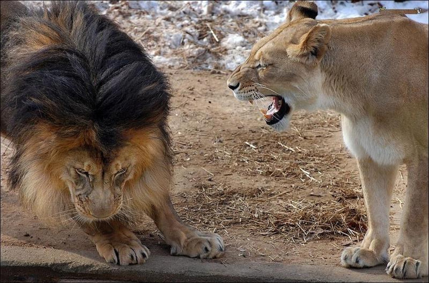 lion-queen-for-my-friend-pa.jpg